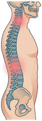 Illustration of the full spine from neck to lower back