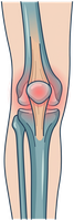 Illustration of the knee joint and patella